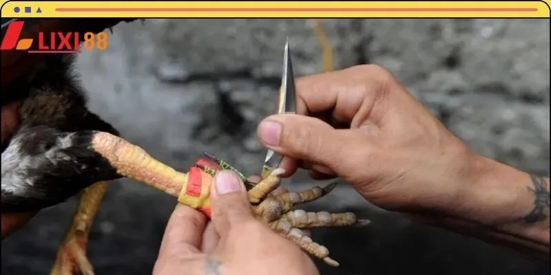 Đá gà cựa dao là một hình thức giải trí phổ biến hiện nay