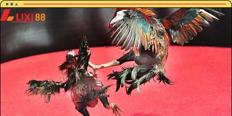 Đá gà Campuchia chiếm trọn cảm tình người tham gia