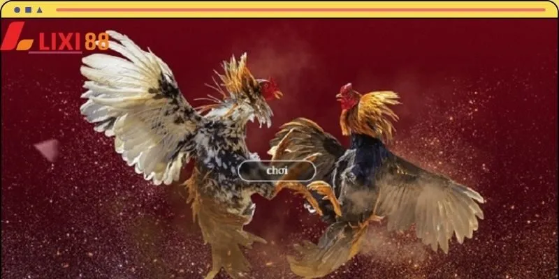 Đá gà LIXI88 là hình thức cá cược hấp dẫn và tỷ lệ thắng cao