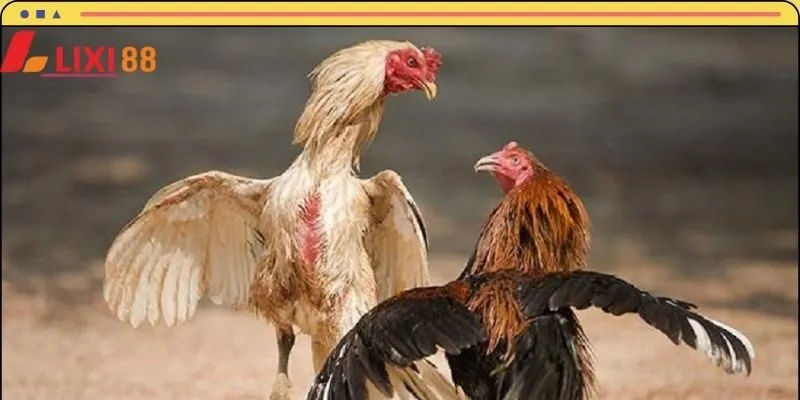 Giới thiệu đôi nét về đấu kê cựa sặt tại hệ thống