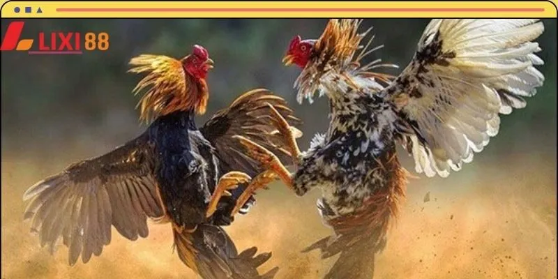 Hội viên cần biết cách tận dụng chiến thuật và mẹo cược