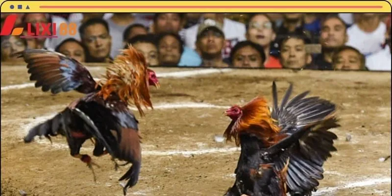 Những điểm nổi bật khi tham gia đá gà cựa sắt