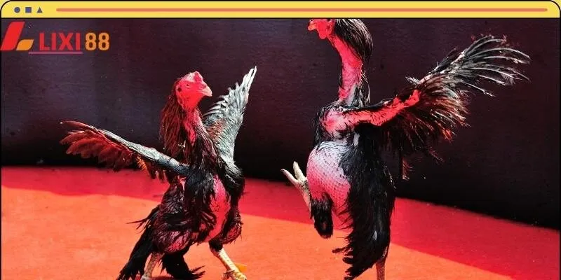 Tận hưởng cảm giác cá cược chọi kê đỉnh cao tại LIXI88